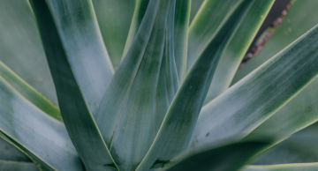 Brave - Potencial do Agave como fonte de biomassa.jpg