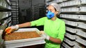 Proteína de insetos! Biofábrica do Maranhão transforma larvas em farinha e óleo