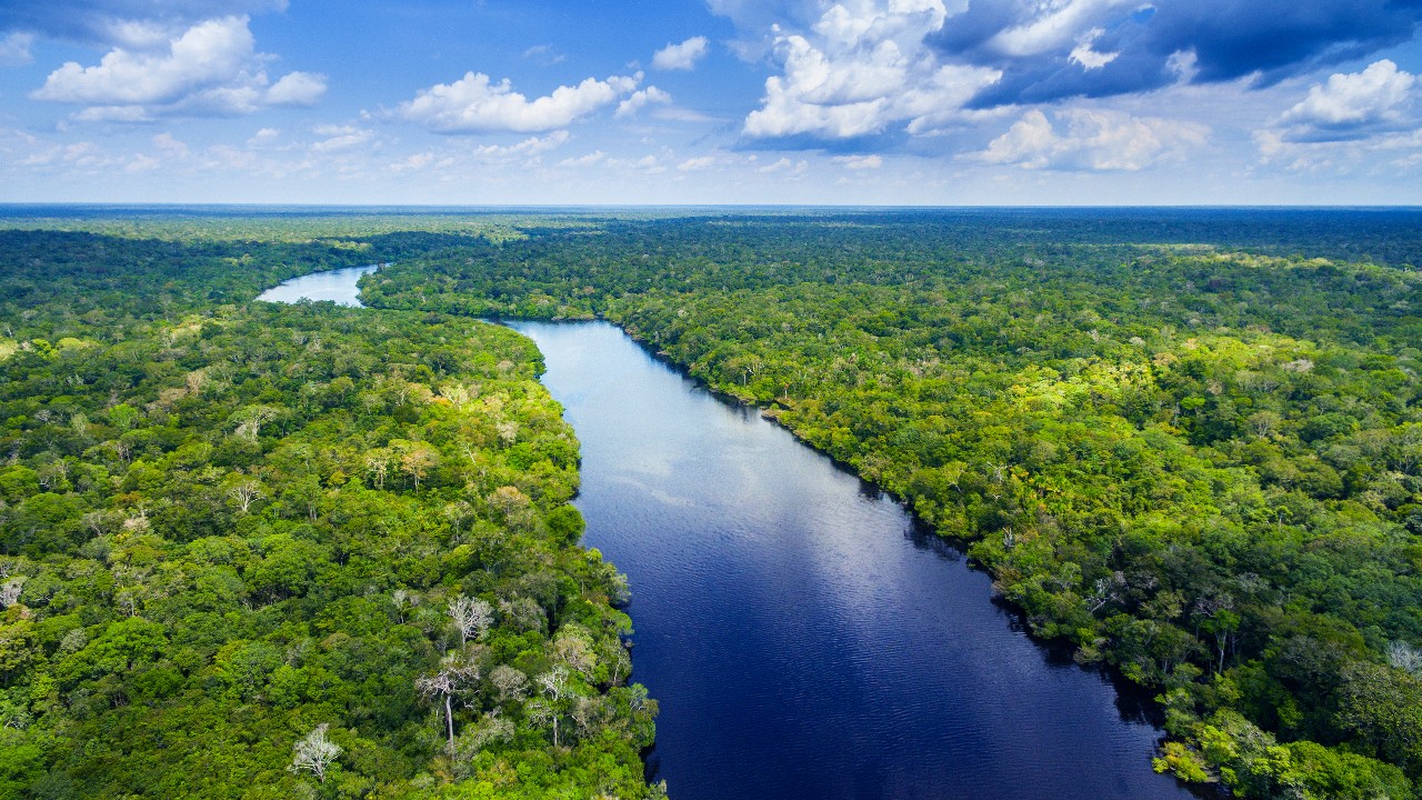 Mormaço e parceria na floresta