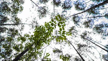 Leia mais CNI reúne lideranças empresariais e governo no Rio de Janeiro para construir agenda da COP31