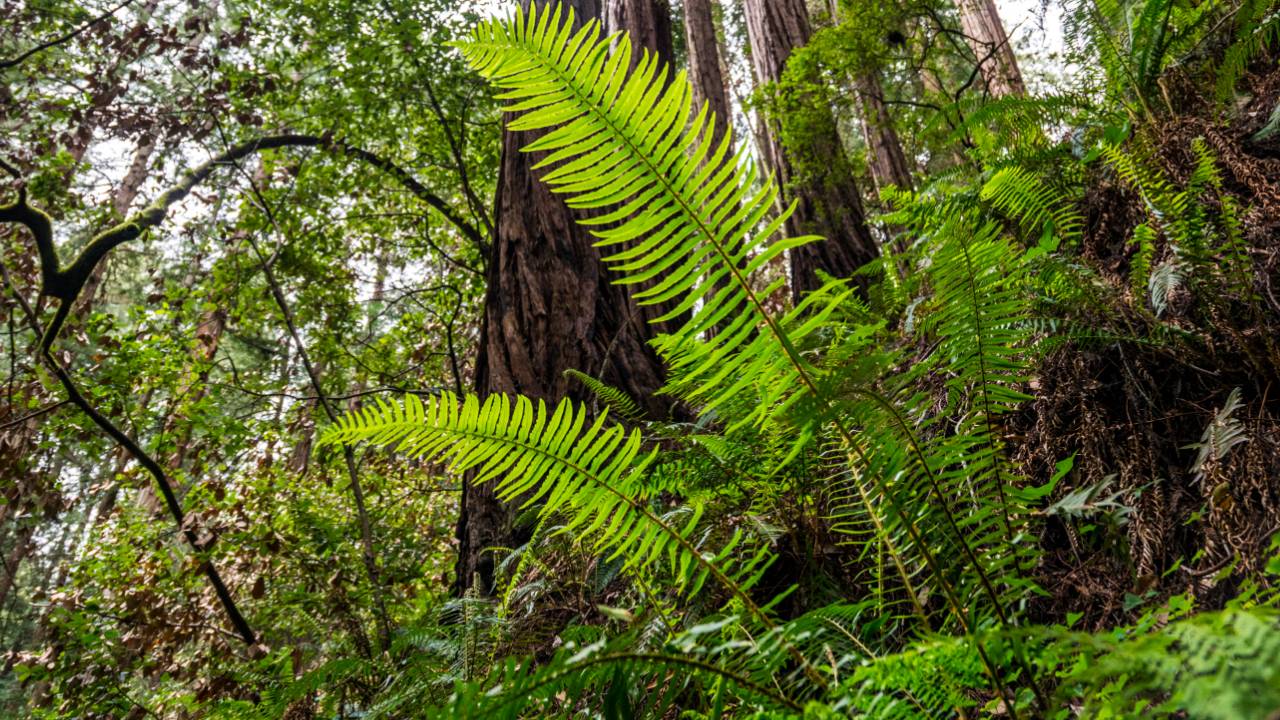 Biodiversidade, patentes, ambiente e Direito
