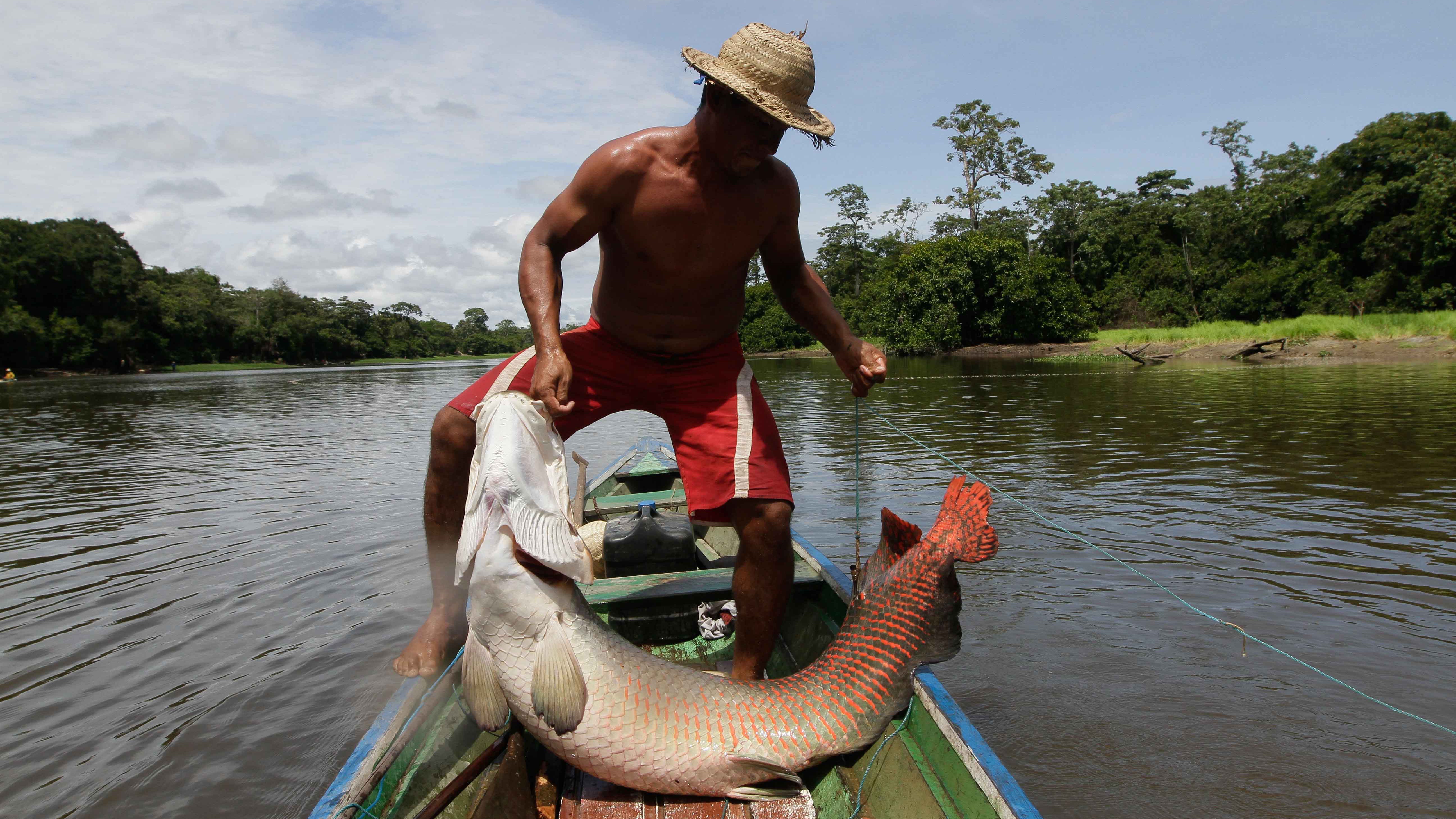 No Amazonas, CNI participa de evento que abre caminhos para a indicação geográfica para pirarucu de manejo