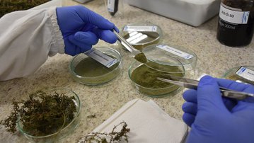 De plantas aquáticas: SENAI-MS cria biocombustível e conquista 1ª patente internacional