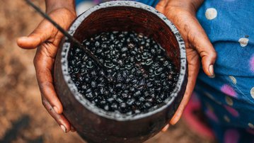 De resíduos a soluções: SENAI-SC e MIT inovam no aproveitamento sustentável do açaí
