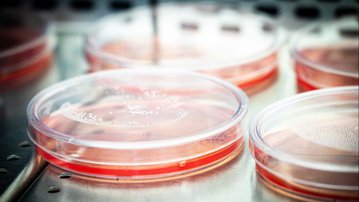 Leia mais Por que o marco legal dos bioinsumos é importante para a indústria?