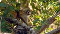 CNI leva agenda de bioeconomia e florestas para a COP17 da Biodiversidade