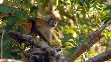 Leia mais CNI leva agenda de bioeconomia e florestas para a COP17 da Biodiversidade