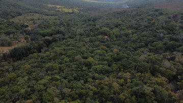 Concessão florestal é um dos caminhos para combater a extinção de árvores nativas