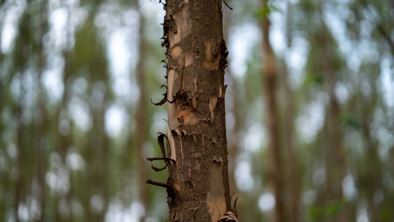 O que é crédito de biodiversidade e para quê ele serve? O que é crédito de biodiversidade e para quê ele serve?