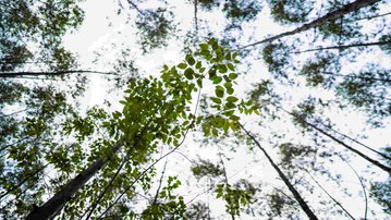 Reunião do Coemas debate lei do licenciamento ambiental e preparativos para a COP30
