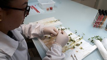 Instituto SENAI de Tecnologia em Alimentos e Bebidas terá laboratório para analisar sementes
