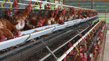 Especialistas do SENAI vão propor soluções para aumentar a produtividade de indústrias de suínos, frangos e ovos