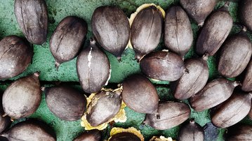 Indústria se une a quebradeiras de coco pela competitividade do babaçu