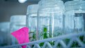 Inova Bioindústria Amazônica une ciência, talentos e indústria para acelerar inovação sustentável