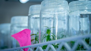 Inova Bioindústria Amazônica une ciência, talentos e indústria para acelerar inovação sustentável