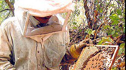 Pantanal conquista selo de Indicação Geográfica pela produção de mel
