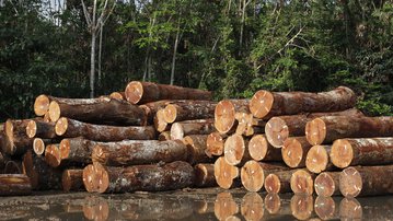 Indústria defende a inclusão de mais de 60 milhões de hectares de terras devolutas em concessões florestais