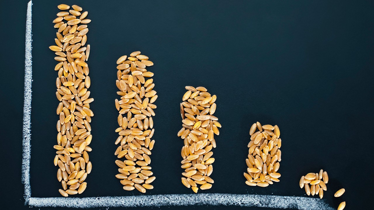 No Dia Mundial da Alimentação, uma reflexão sobre a segurança alimentar