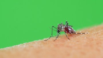 SESI Saúde Responde: tudo o que você precisa saber sobre a dengue