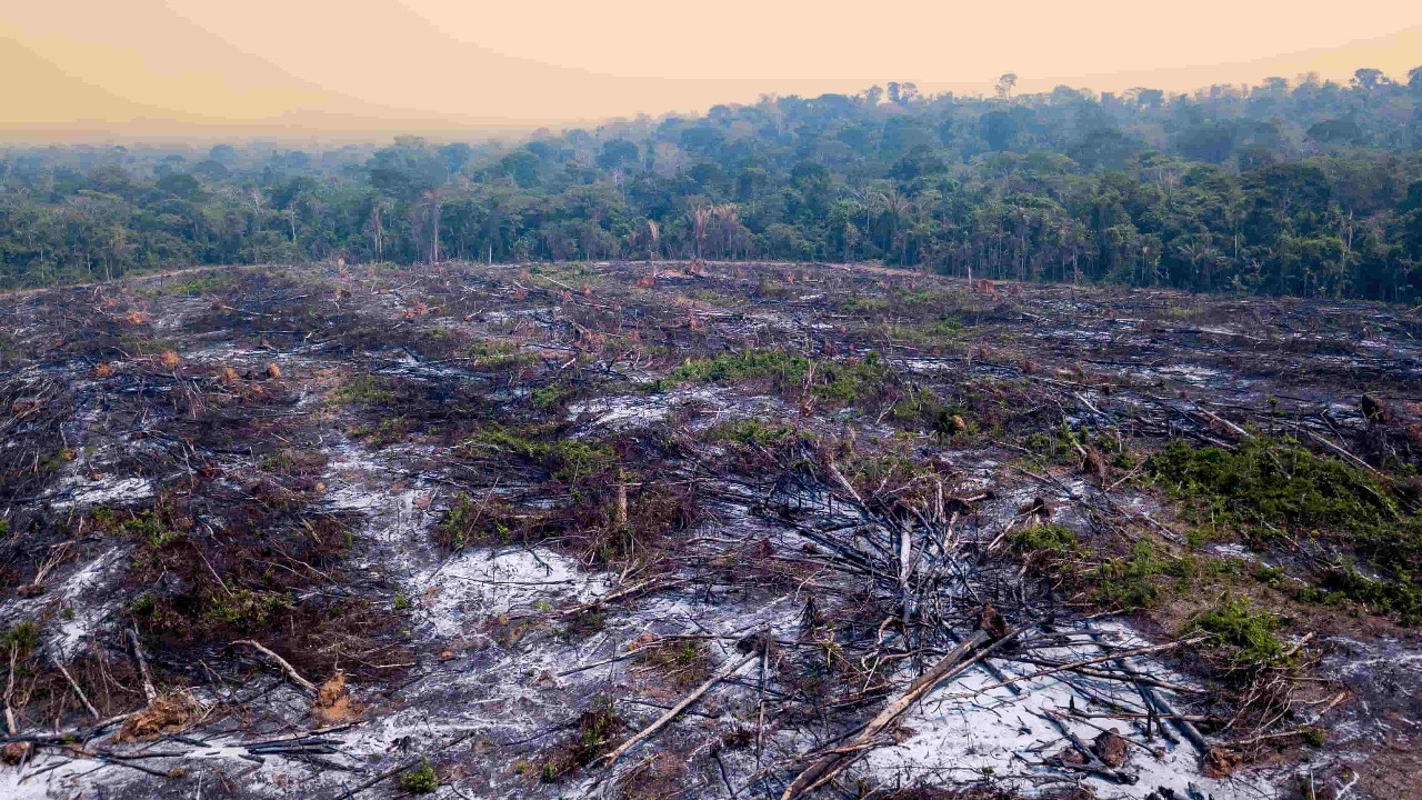 Solução para a Amazônia pode ser solução para o mundo