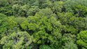 Implementação do Código Florestal pode gerar até 3,1 milhões de empregos, aponta CNI