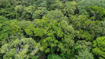 Imagem de destaque da notícia: Implementação do Código Florestal pode gerar até 3,1 milhões de empregos, aponta CNI