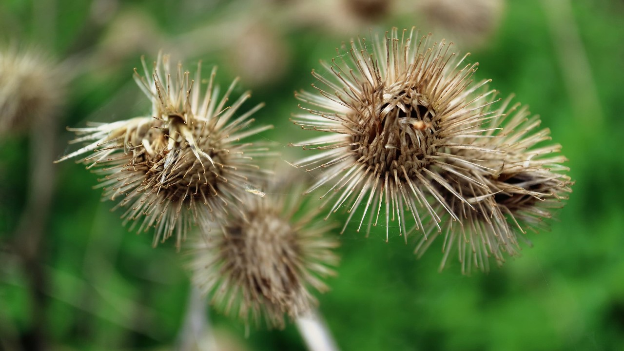 Biomimética: inovação inspirada na natureza