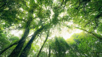 Mercado de carbono é visto como oportunidade de negócios, aponta CNI