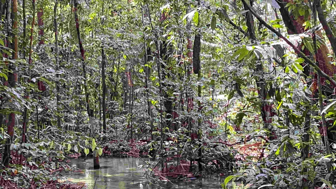 El Niño e a seca na Amazônia: o custo da inércia estatal