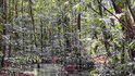 El Niño e a seca na Amazônia: o custo da inércia estatal