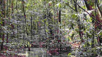 Leia mais El Niño e a seca na Amazônia: o custo da inércia estatal