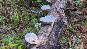 Metas Nacionais de Biodiversidade: saiba o que são e a importância para a indústria