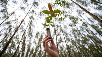 COP30: CNI, Fiepa e ApexBrasil mobilizam empresas para Rodada de Negócios Eco Amazon