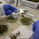 De plantas aquáticas: SENAI-MS cria biocombustível e conquista 1ª patente internacional