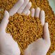 Proteína de insetos! Biofábrica do Maranhão transforma larvas em farinha e óleo