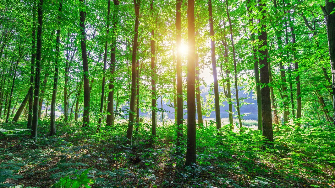 Fortalecimento da indústria de base florestal é fundamental para cumprimento de metas do Acordo de Paris