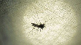VÍDEO: Gripes, resfriados, dengue, zica e chikungunya. O Almanaque Saúde esclarece dúvidas sobre as doenças do momento