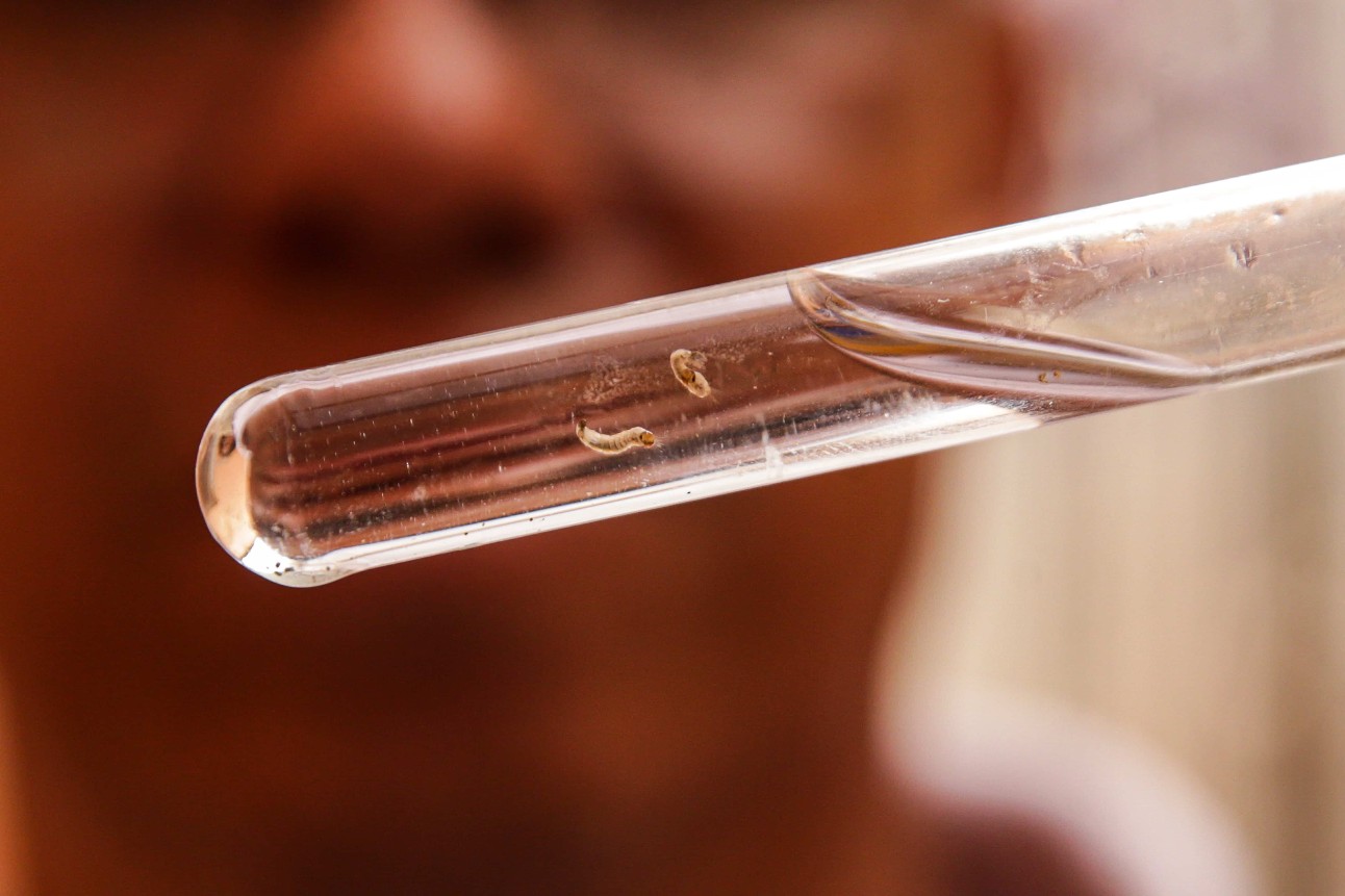 imagem colorida de larva do mosquisto da dengue, dentro de um tubo de ensaio