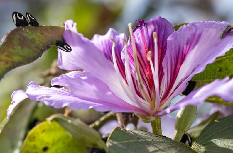 imagem colorida de flor