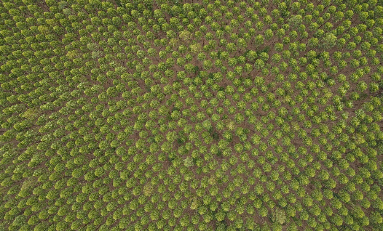 Floresta plantada de eucalipto é alternativa sustentável para produção em diversos segmentos da indústria