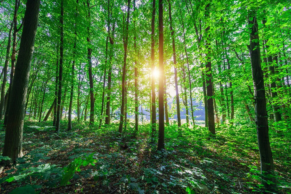 Fortalecimento da indústria de base florestal é fundamental para  cumprimento de metas do Acordo de Paris - Agência de Notícias da Indústria